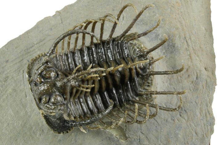 Well Prepared, Spiny Koneprusia Trilobite - Ofaten, Morocco #350489